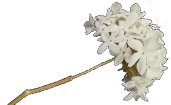 biznaga03